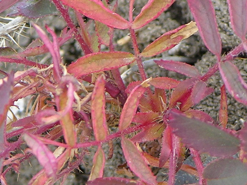 red leaves